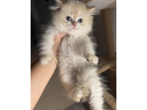 British longhair golden point erkek ny1233
