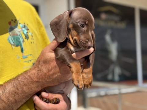 Çok özel safkan mini dachshund yavrumuz