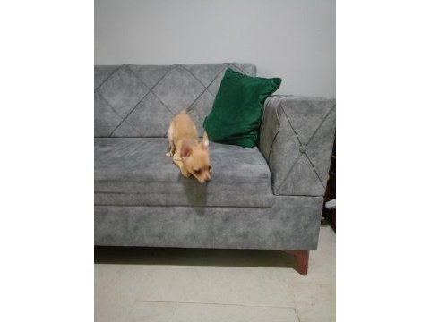 Şivava 1.5 aylık chihuahua