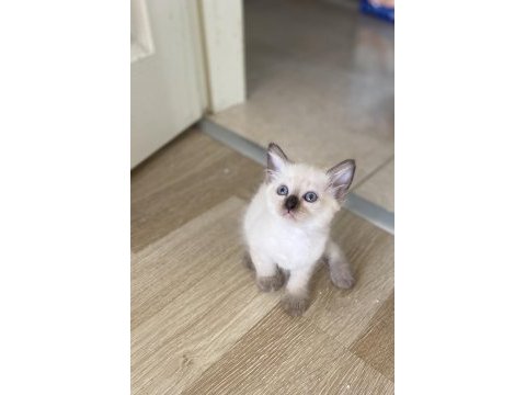 Siyam kedisi eğitimleri tam yavrular