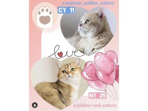 Şecereli british shorthair kedi