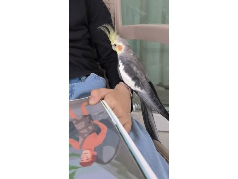 Ele alışkın konuşan sultan papağanı