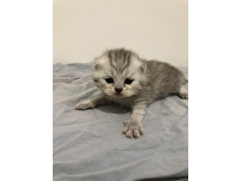 Yeni minik yavrularım british shorthair