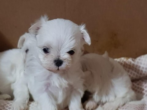Orjinal kore maltese yavrularımız