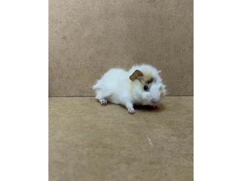 Ginepig yavrularımız gün içi gönderim sağlanmakta