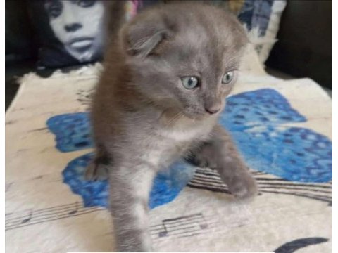 Yavru scottish fold