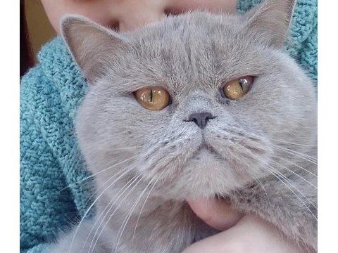 Safkan ayı surat babadan scottish fold