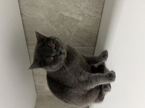 British shorthair dişi ücretsiz sahiplendirme