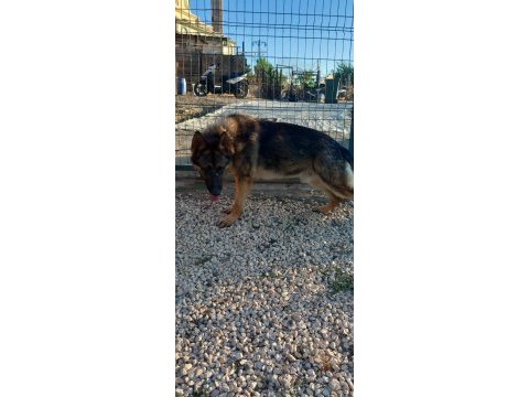 Hazır nazır eğitimli görev köpekleri