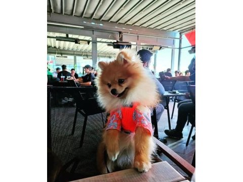 Oğluma eş arıyorum pomeranian boo