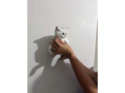 British shorthair yavru kedisi