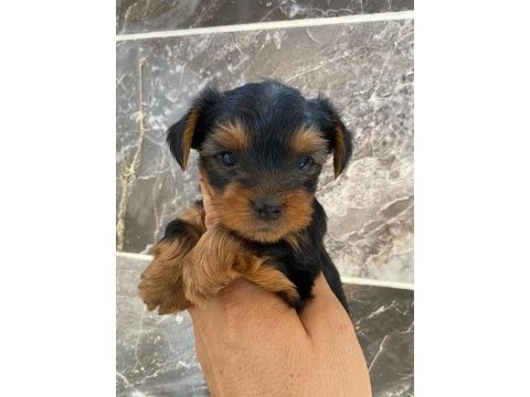 Teacup orjinal yorkshire terrier