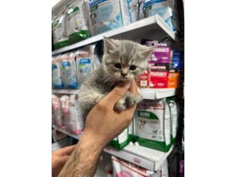 British shorthair yavrularımız teslime hazır