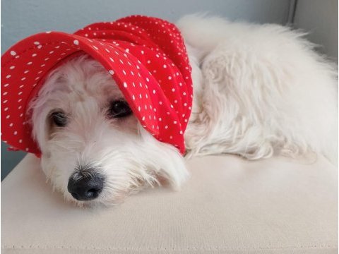 Maltese terrier dişi