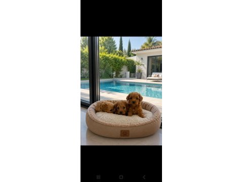 Evınızın mınık poodle uyelerı