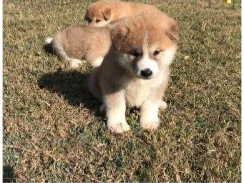 Elit patiler farkıyla japon akita yavrular