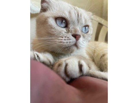 Acil scottish fold