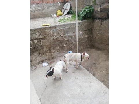 Hamile french bulldog 2 yaşında