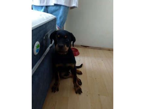 Scrli 3.5 aylik erkek rottweiler aciklama okuyunuz