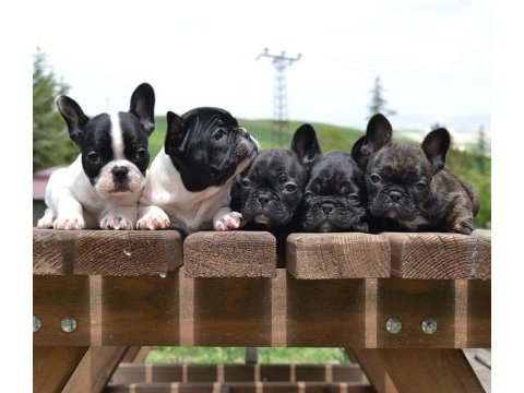 Fransız bulldog yavrularımız