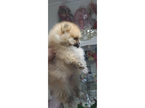 Ayı yavruları gibi pomeranian