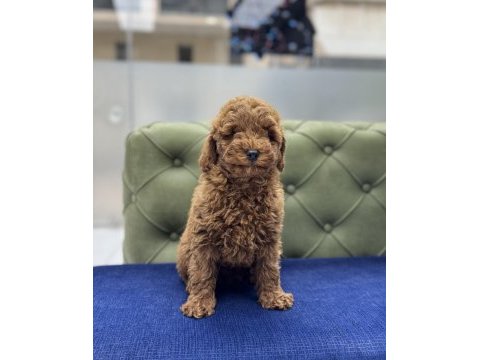 Red erkek aşılı toy poodle yavrumuz