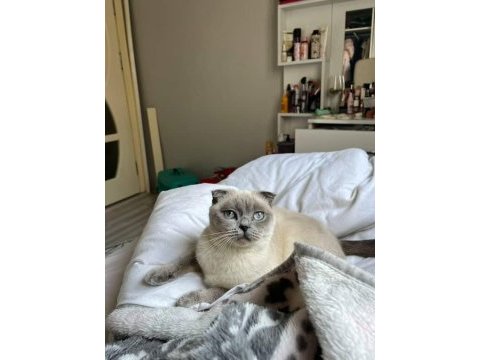 Acil scottish fold ücretsiz sahiplendirme