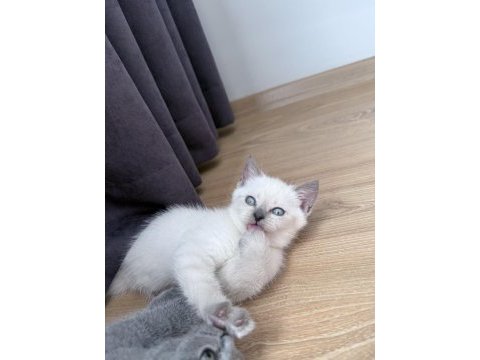Blue point dişi yavru kedim