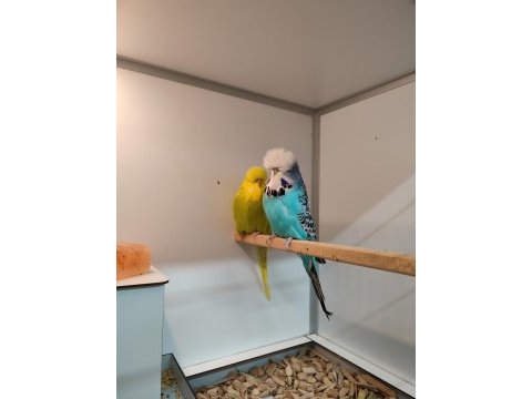 Show jumbo muhabbet kuşları