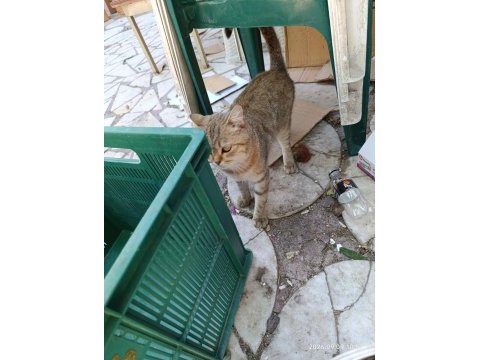 Cins kedimiz