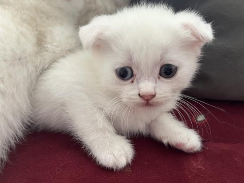 Safkan bebeklerim british shorthair