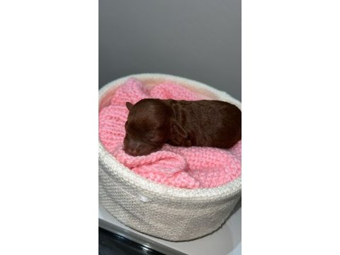 Kore red brown poodle dişi erkek rezerve için hazır bebekler