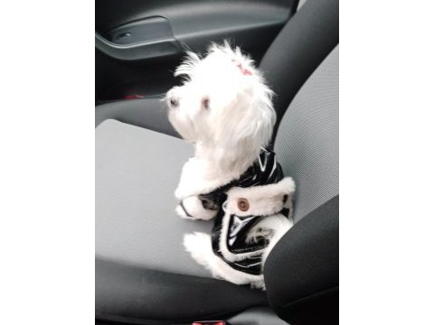 Orjinal maltese