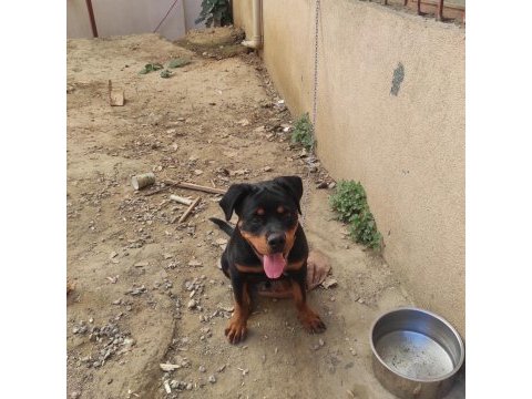 5 aylık erkek rottweiler