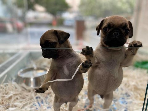  saf kan pug mops yavrular 
