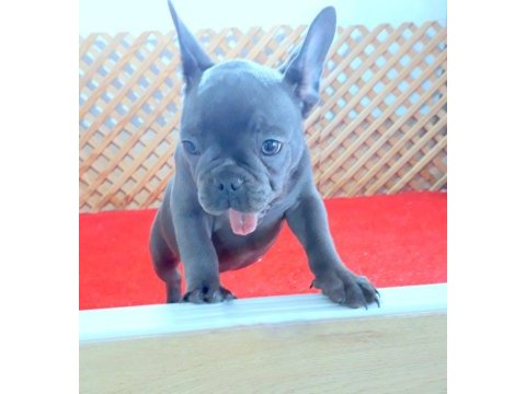Blue quad erkek french bulldog yavrumuz izmir