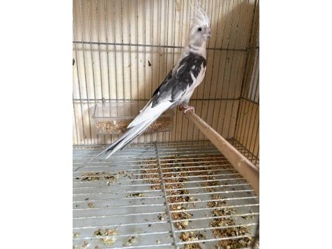 Yumurta gelmek üzere harika sultan takım