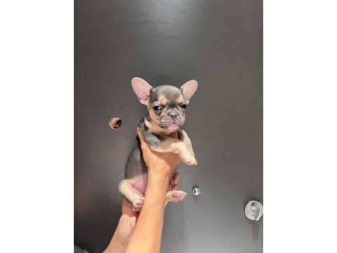 Black and tan platinum french bulldog yavrular