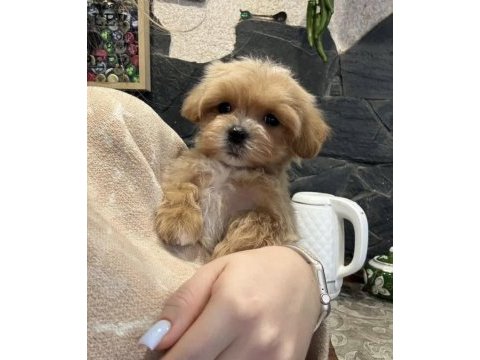 Korean teacup maltipoo bebekler