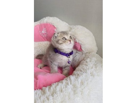 Lilac tabby scotısh fold beneğim 