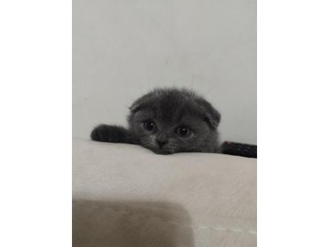 Minik scottish fold yeni yuvasını arıyor