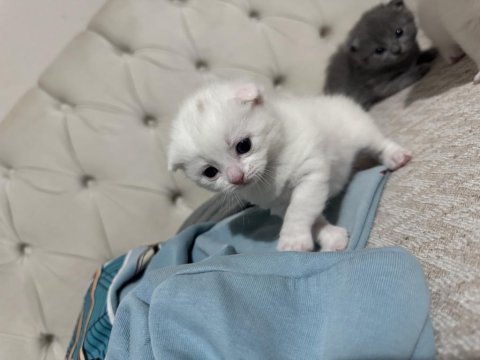 19.04.2025 doğumlu scottish fold kediler