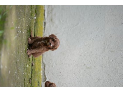Poodle 35 günlük