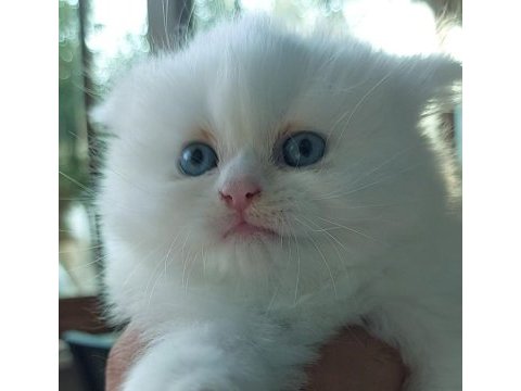Eşsiz güzellikte erkek ve dişi british longhair yavrular