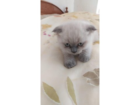 1.5 aylik safkan scottish fold blue point yavrularimiz
