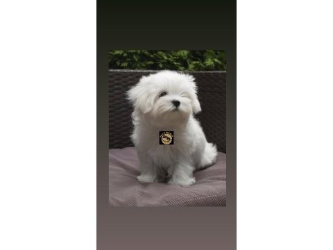 Maltese (malta) yavrumuz