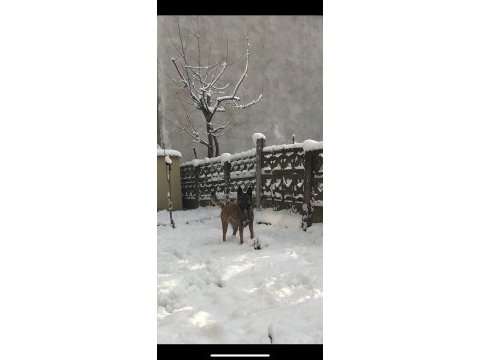 Belçika kurdu heraya yeni yuvar arıyorum
