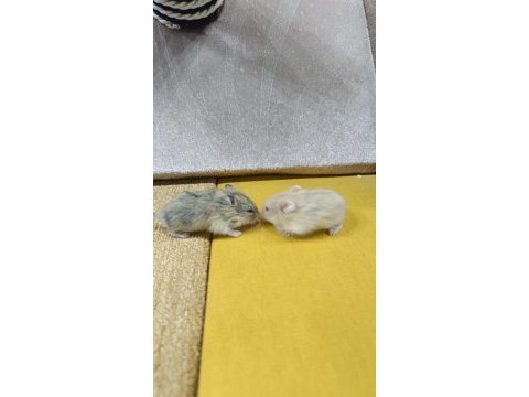 Gonzalez hamster yavruları