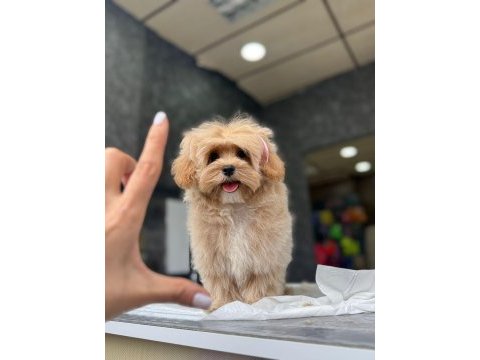 Tea cup maltipoo yavrulari istanbul