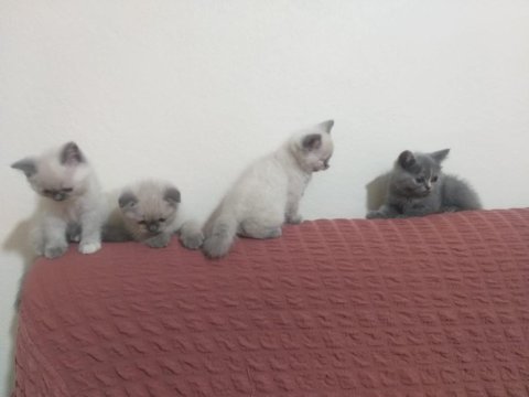 Yeni yuvalarını arayan scottish fold yavrular